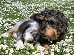 Emmelie und Emil