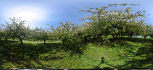 Kugelpanorama
                                                    Scheinbuch bei
                                                    Überlingen Hochstamm
                                                    Apfelplantage