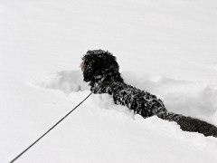 Emil im Schnee