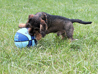 Carlo tobt mit
                                                  dem Ball