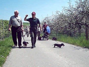 Dackelwanderung 4.05.2008